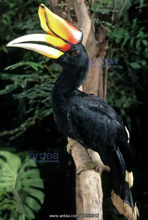 : Rhinoceros Hornbill : Rhinoceros Hornbill
