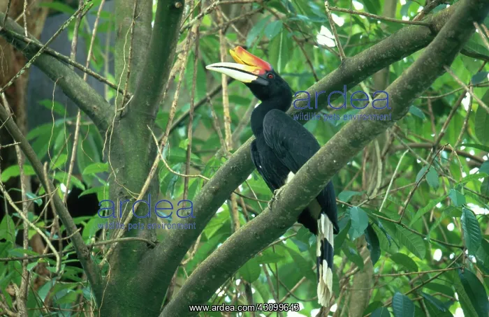 : Rhinoceros Hornbill : Rhinoceros Hornbill
