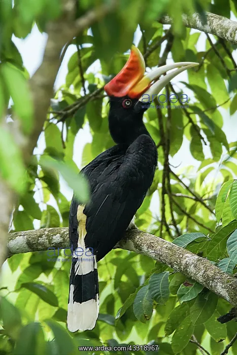  : Rhinoceros hornbill (Buceros rhinoceros) on a br