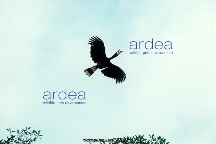 : Rhinoceros Hornbill - in flight : Rhinoceros Hornbill - in flight