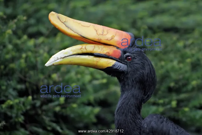 : Rhinoceros Hornbill - portrait : Rhinoceros Hornbill - portrait