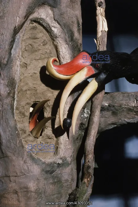 : Rhinoceros Hornbills : Rhinoceros Hornbills