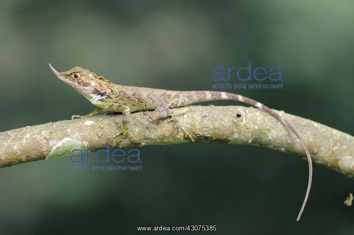 : Rhinoceros-horned lizard : Rhinoceros-horned lizard