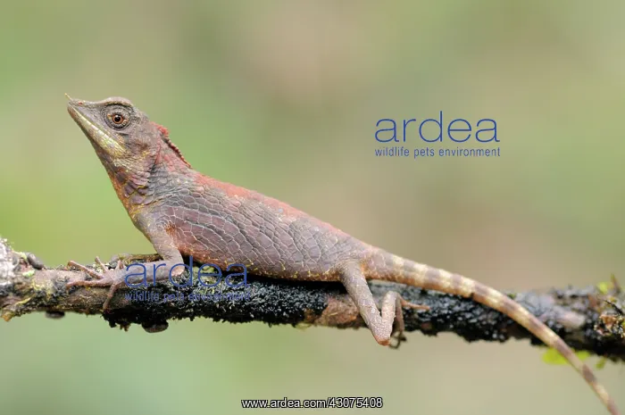 : Rhinoceros-horned lizard : Rhinoceros-horned lizard