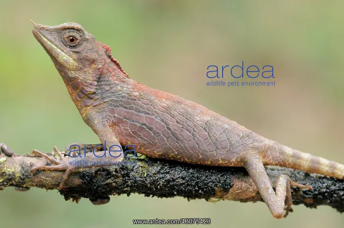 : Rhinoceros-horned lizard : Rhinoceros-horned lizard