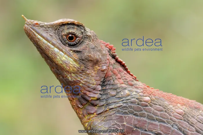 : Rhinoceros-horned lizard : Rhinoceros-horned lizard