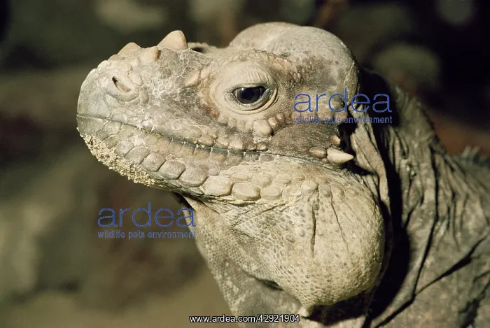  : RHINOCEROS IGUANA