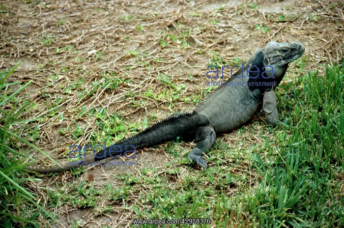 : RHINOCEROS IGUANA : RHINOCEROS IGUANA
