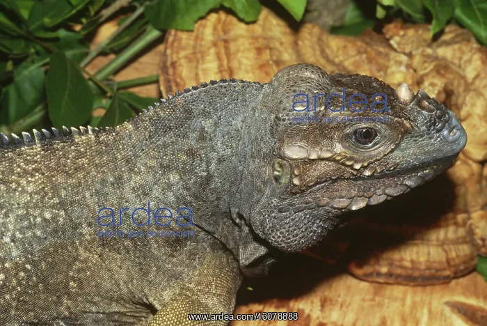 : Rhinoceros Iguana : Rhinoceros Iguana
