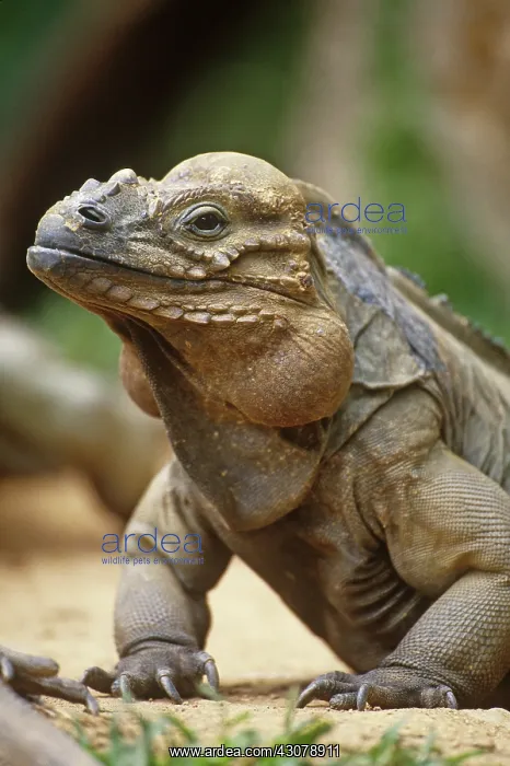 : Rhinoceros Iguana : Rhinoceros Iguana