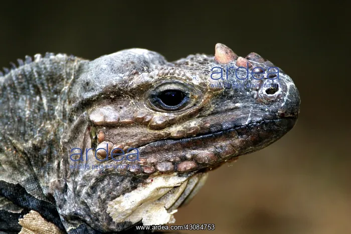 : Rhinoceros Iguana : Rhinoceros Iguana