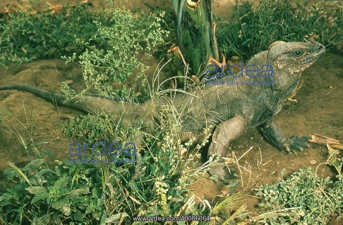 : Rhinoceros Iguana : Rhinoceros Iguana