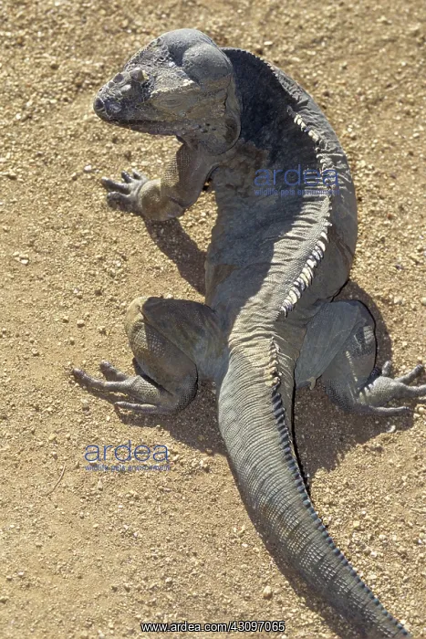 : Rhinoceros Iguana : Rhinoceros Iguana