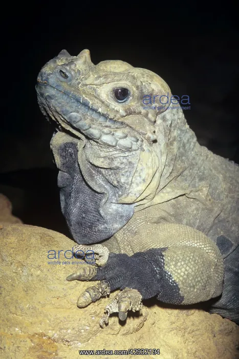 : Rhinoceros Iguana - endangered : Rhinoceros Iguana - endangered