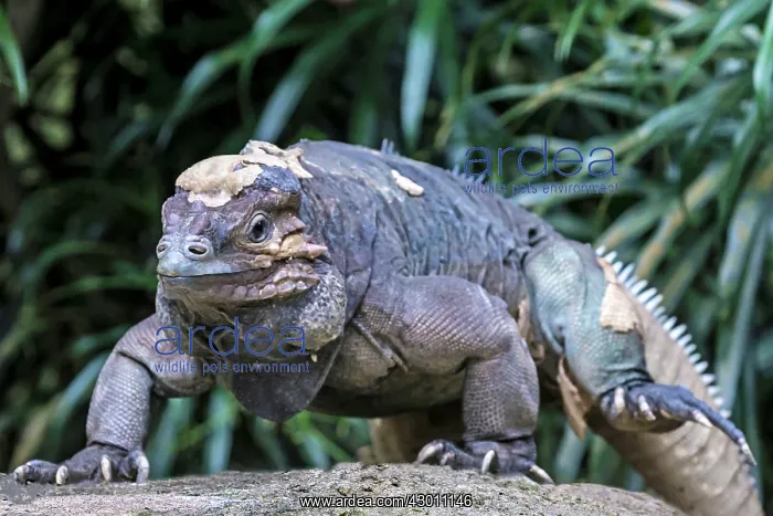 : Rhinoceros Iguana / Horned Lizard : Rhinoceros Iguana / Horned Lizard