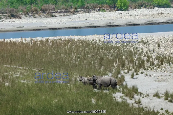 : Rhinoceros indien Rhinocéros indien : Rhinoceros indien Rhinocéros indien