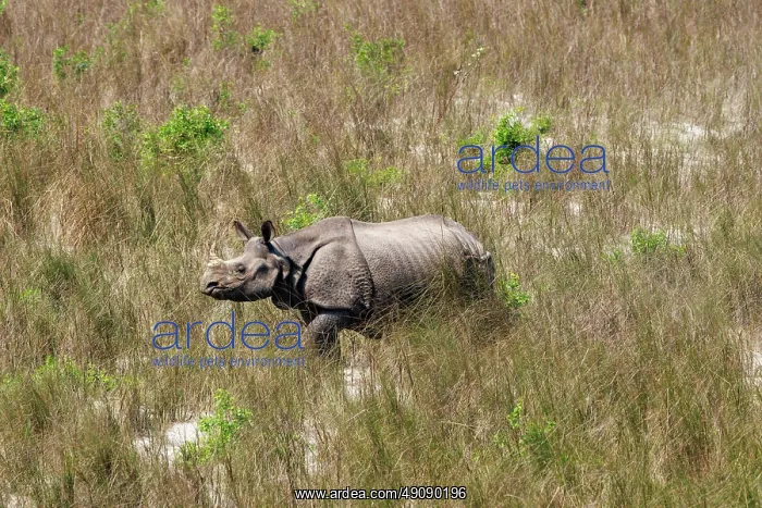 : Rhinoceros indien Rhinocéros indien : Rhinoceros indien Rhinocéros indien