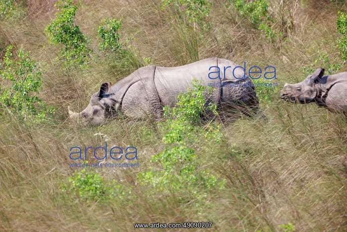 : Rhinoceros indien Rhinocéros indien : Rhinoceros indien Rhinocéros indien