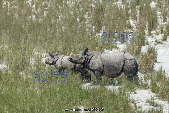 : Rhinoceros indien Rhinocéros indien : Rhinoceros indien Rhinocéros indien
