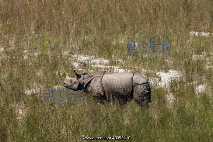 : Rhinoceros indien Rhinocéros indien : Rhinoceros indien Rhinocéros indien