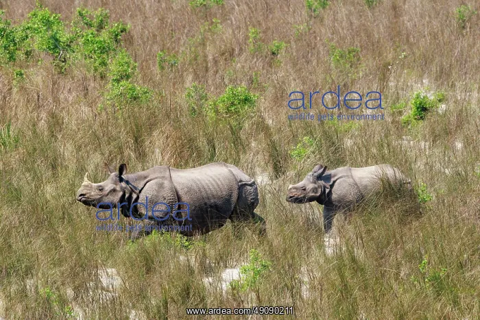 : Rhinoceros indien Rhinocéros indien : Rhinoceros indien Rhinocéros indien