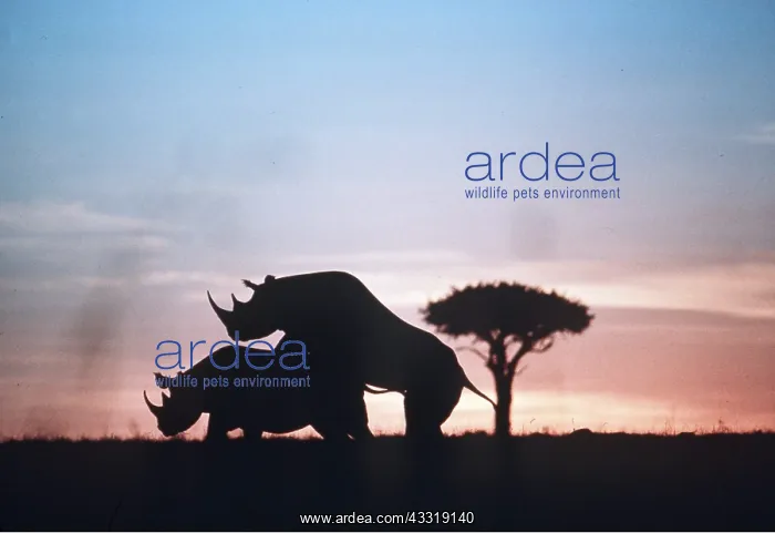 : RHINOCEROS MATING : RHINOCEROS MATING