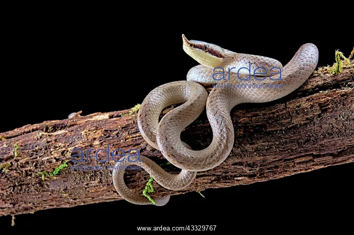 : Rhinoceros ratsnake (Gonyosoma boulengeri ex Rynchophis : Rhinoceros ratsnake (Gonyosoma boulengeri ex Rynchophis