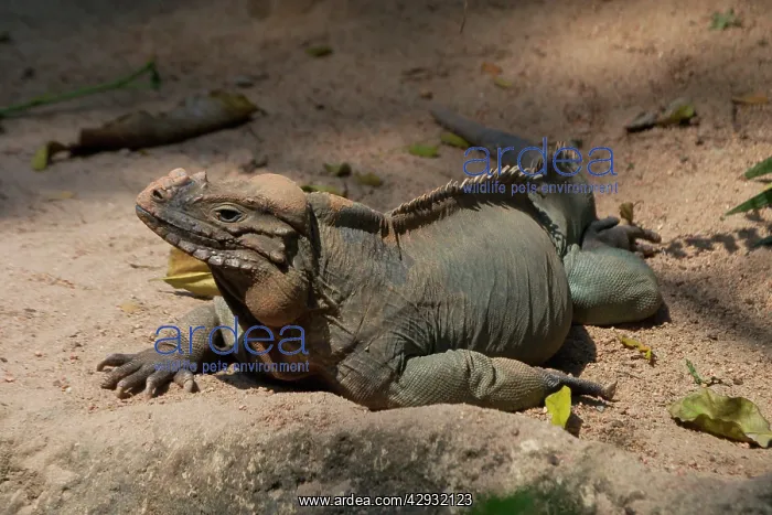 : Rhinoceros / Rock IGUANA : Rhinoceros / Rock IGUANA