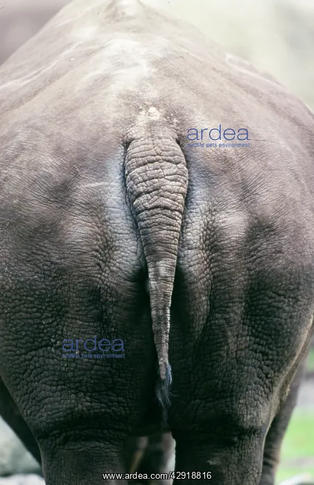 : RHINOCEROS - view of behind : RHINOCEROS - view of behind