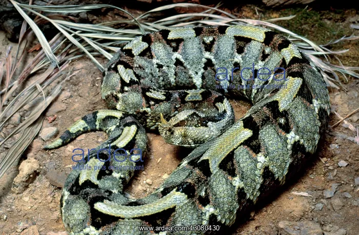: Rhinoceros viper : Rhinoceros viper