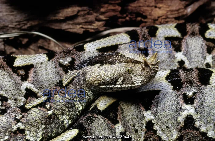 : Rhinoceros viper : Rhinoceros viper