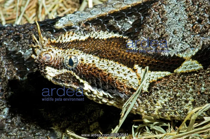 : Rhinoceros Viper : Rhinoceros Viper