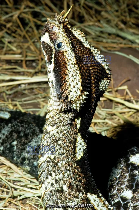  : Rhinoceros Viper
