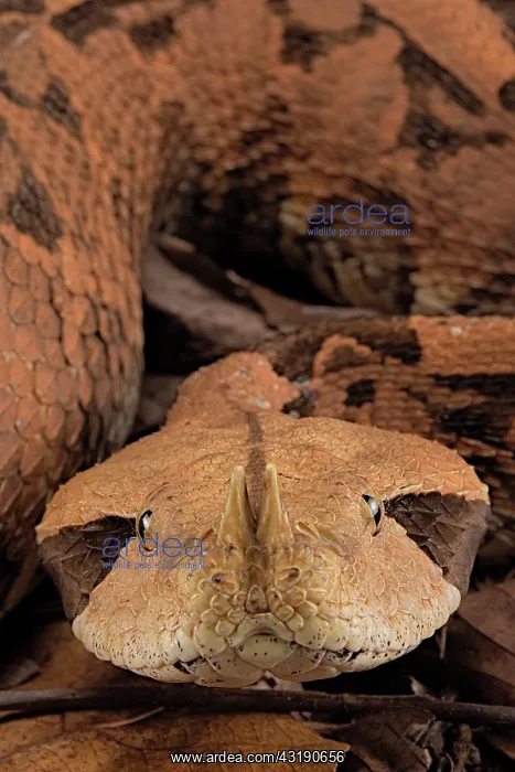 : Rhinoceros Viper (Bitis rhinoceros) : Rhinoceros Viper (Bitis rhinoceros)