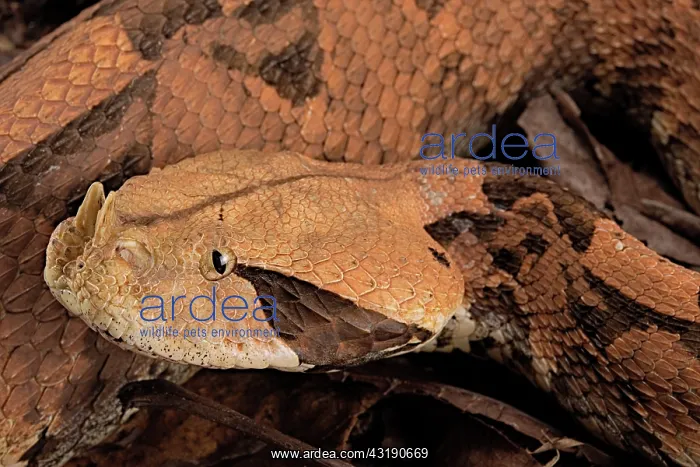 : Rhinoceros Viper (Bitis rhinoceros) : Rhinoceros Viper (Bitis rhinoceros)