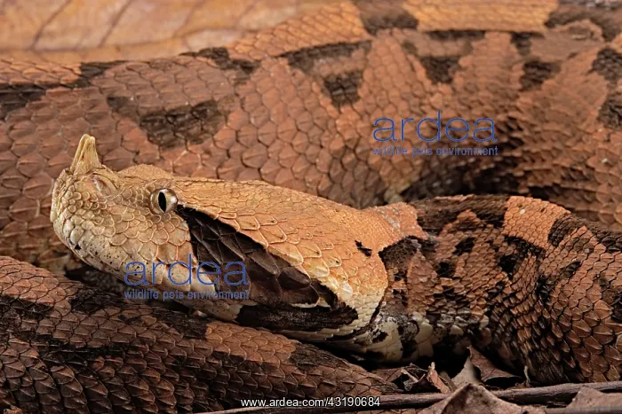 : Rhinoceros Viper (Bitis rhinoceros) : Rhinoceros Viper (Bitis rhinoceros)