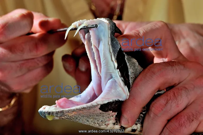 : Rhinoceros viper (Bitis rhinoceros), venom extracting : Rhinoceros viper (Bitis rhinoceros), venom extracting