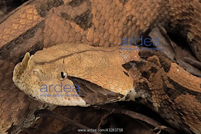 : Rhinoceros Viper (Bitis rhinoceros), animal portrait : Rhinoceros Viper (Bitis rhinoceros), animal portrait