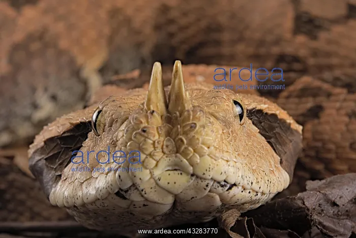 : Rhinoceros Viper (Bitis rhinoceros), animal portrait : Rhinoceros Viper (Bitis rhinoceros), animal portrait