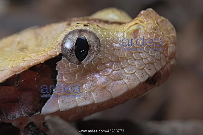 : Rhinoceros Viper (Bitis rhinoceros), animal portrait : Rhinoceros Viper (Bitis rhinoceros), animal portrait