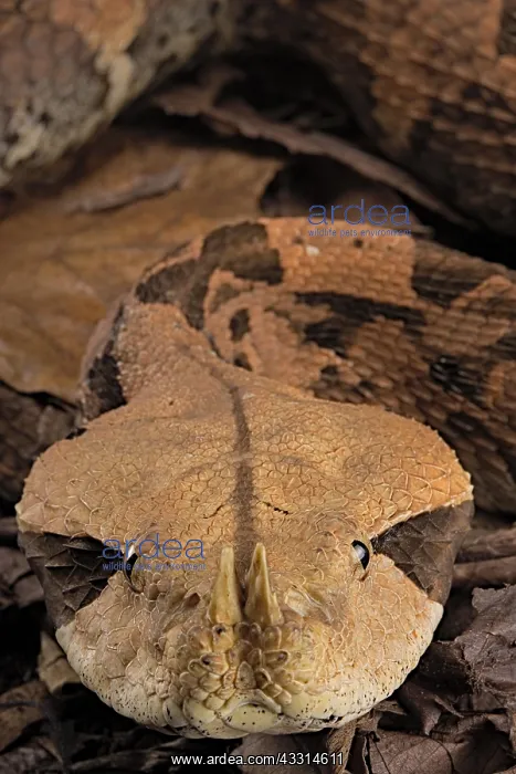 : Rhinoceros Viper (Bitis rhinoceros), animal portrait : Rhinoceros Viper (Bitis rhinoceros), animal portrait