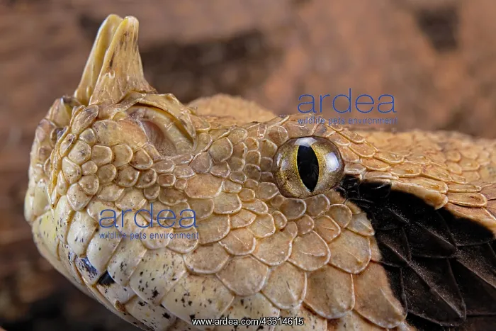 : Rhinoceros Viper (Bitis rhinoceros), animal portrait : Rhinoceros Viper (Bitis rhinoceros), animal portrait