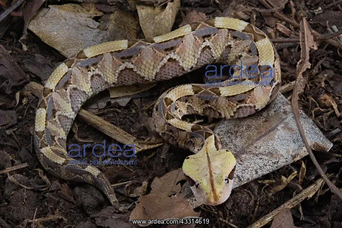 : Rhinoceros Viper (Bitis rhinoceros), juvenile, Cameroon : Rhinoceros Viper (Bitis rhinoceros), juvenile, Cameroon