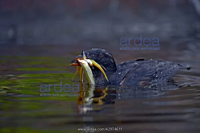 : Rhinocerous Auklet - with fish : Rhinocerous Auklet - with fish