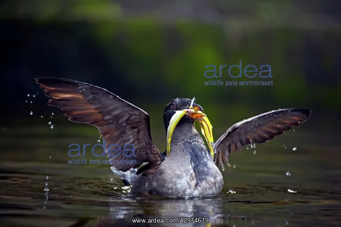 : Rhinocerous Auklet - with fish : Rhinocerous Auklet - with fish