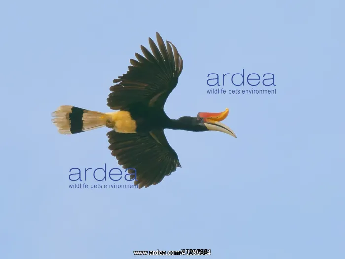 : Rhinocerous Hornbill in flight Buceros rhinocero : Rhinocerous Hornbill in flight Buceros rhinocero