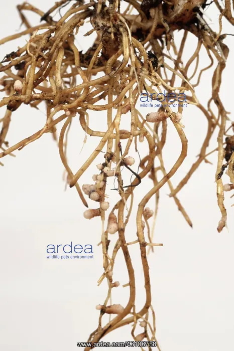 : Rhizobium Nodules on Bean Roots : Rhizobium Nodules on Bean Roots