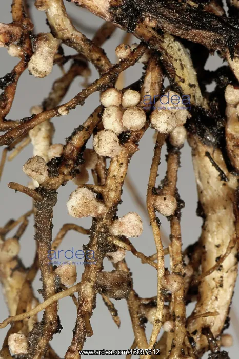 : Rhizobium root nodules : Rhizobium root nodules