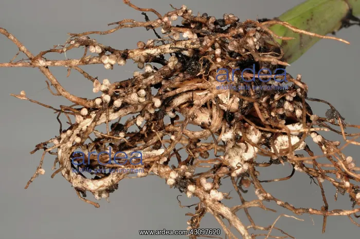 : Rhizobium root nodules : Rhizobium root nodules