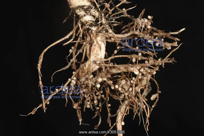 : Rhizobium root nodules : Rhizobium root nodules